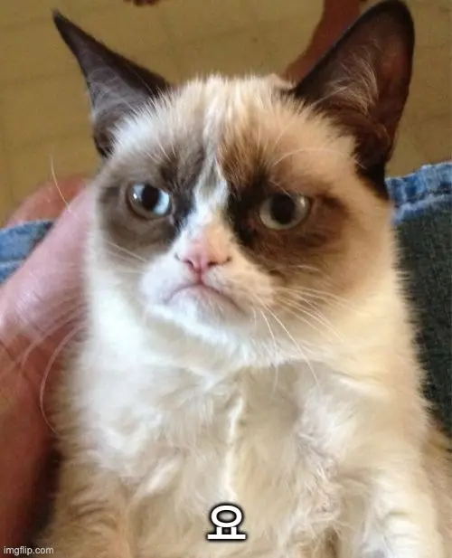 grumpy-cat